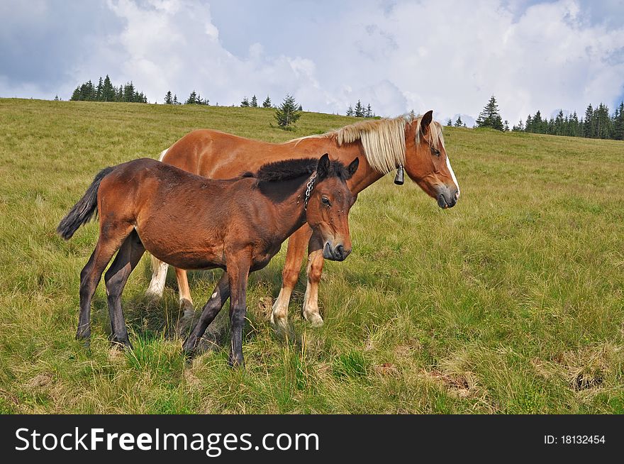 Horses on a hillside in a summer landscape under the dark blue sky. Horses on a hillside in a summer landscape under the dark blue sky