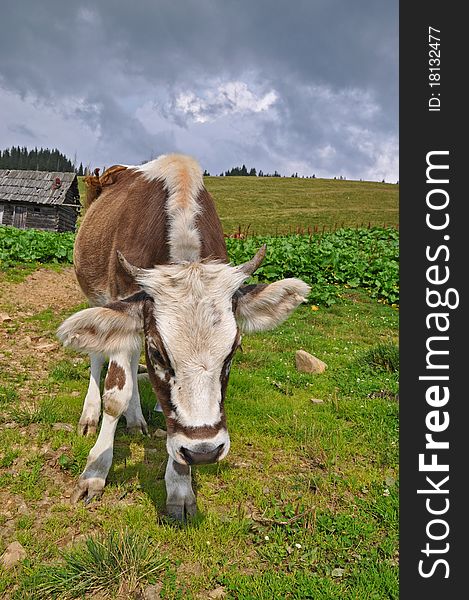 Cow on a mountain pasture in a shelter against wood.