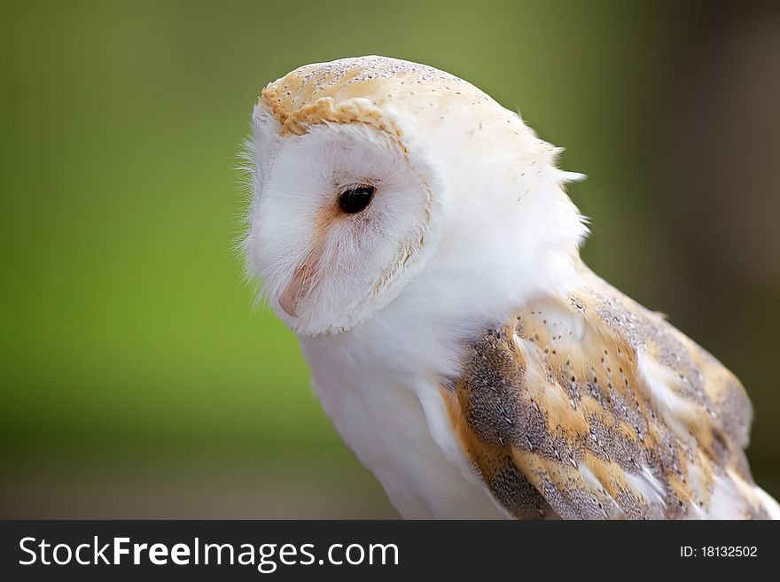 A portrait of a barn owl