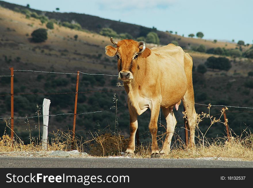 Cow in the outdoors, on the hills