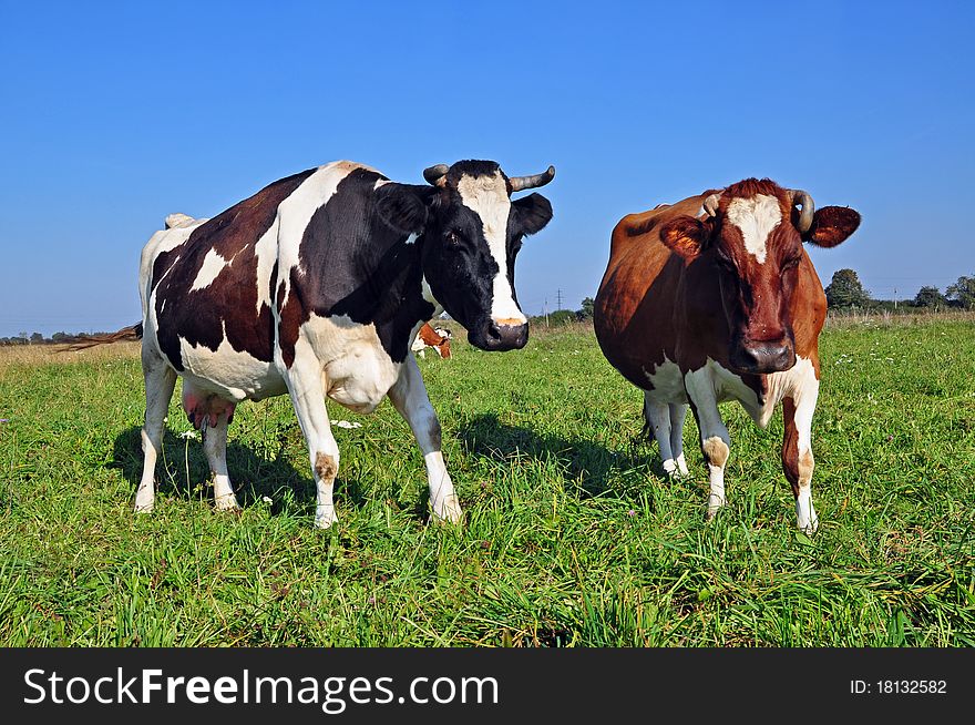 A cows on a summer pasture in a rural landscape