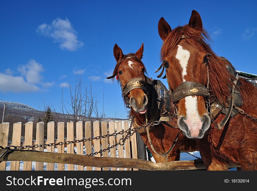 Horses in a team in rural street in a winter landscape