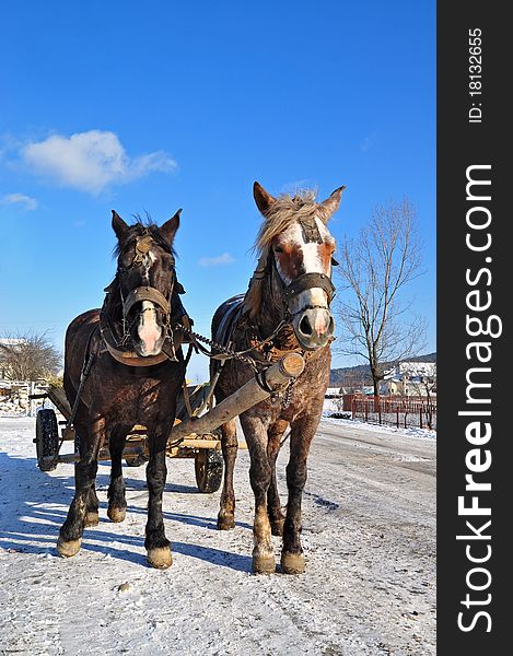 Horses in a team in rural street in a winter landscape