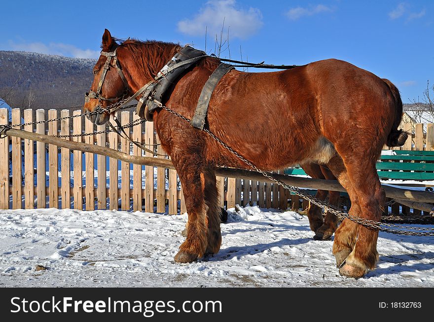 Horses in a team in rural street in a winter landscape