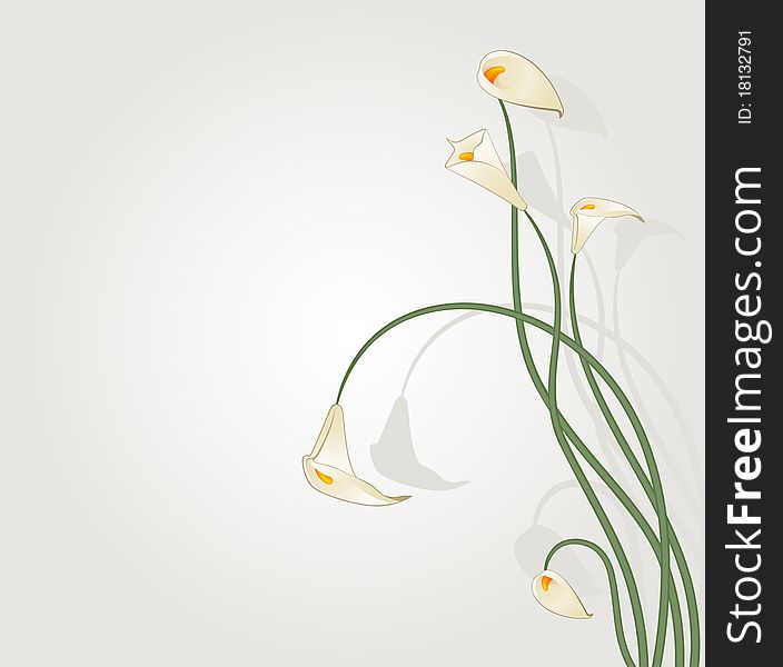 Beautiful tropical lillies.illustration for a design. Beautiful tropical lillies.illustration for a design