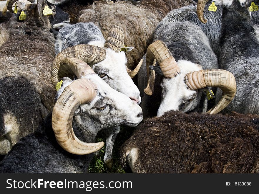 Three rams discussing in a crowd of sheep. Three rams discussing in a crowd of sheep