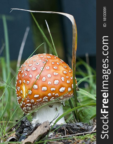 Fly agaric in close up with mosquitos on it