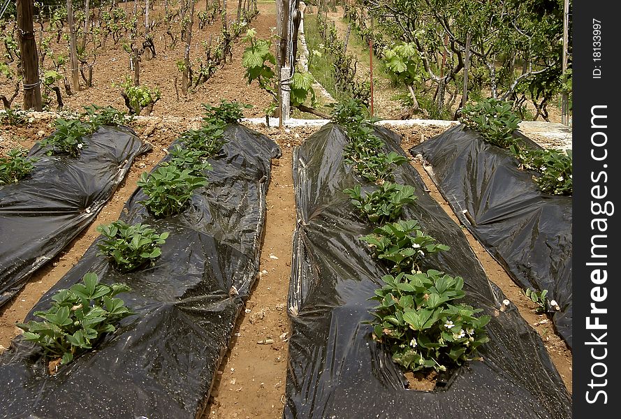 Strawberry plants and vineyard