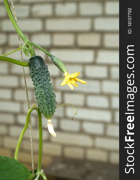 Cucumber growing on a vine in a rural green house