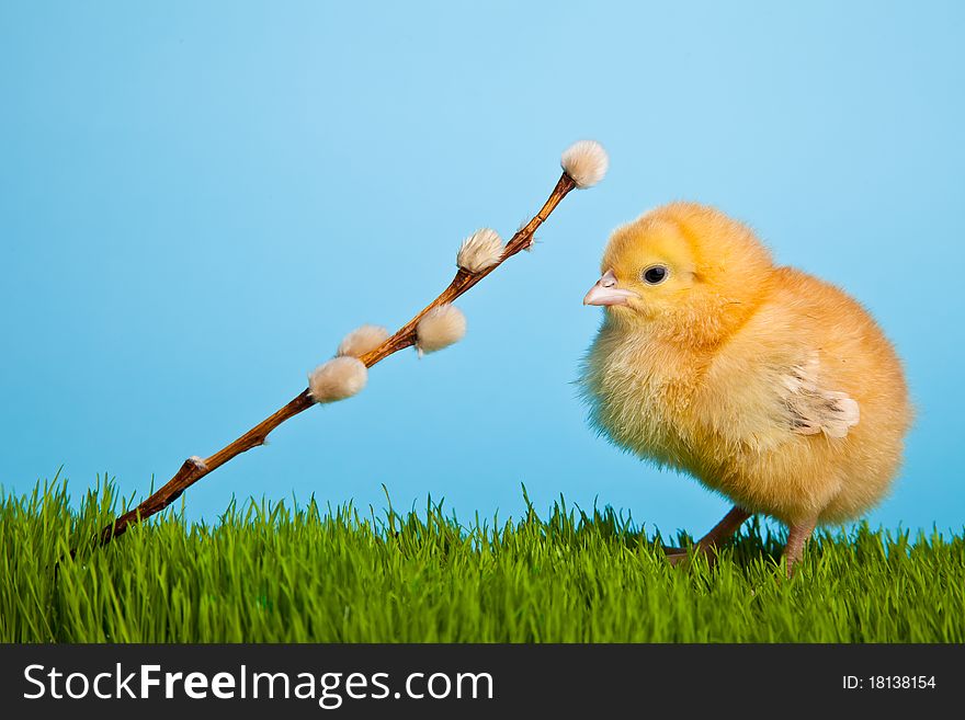 Easter Eggs And Chickens On Green Grass And Blue