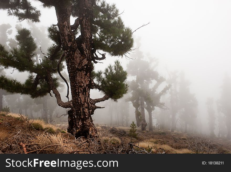 Forest in the clouds, La Palma, Canary islands