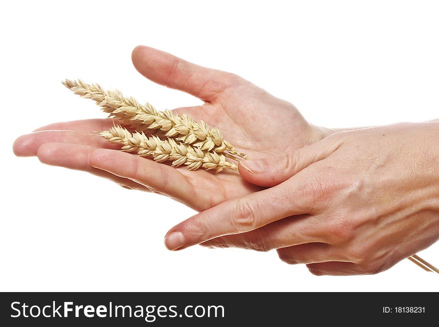 Hand hold wheat ears isolated on the white background