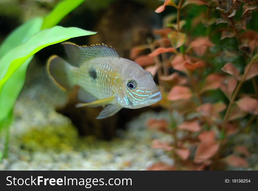 Aquarian Small Fish