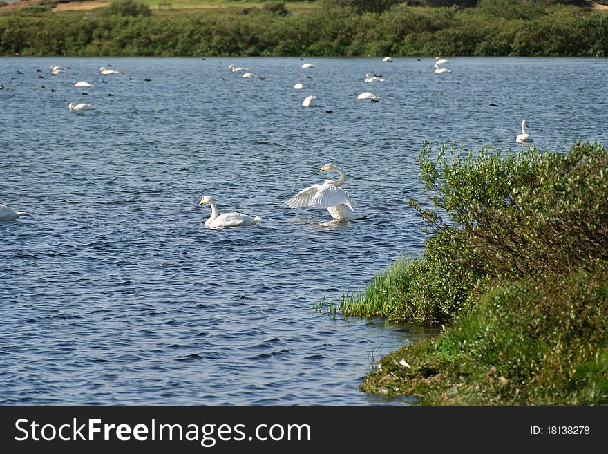 Swan Lake Myvatn