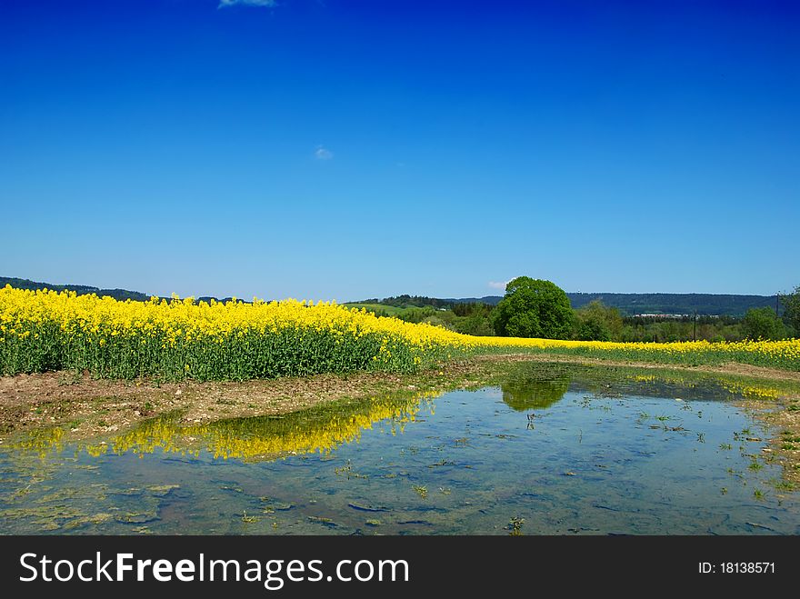 Yellow rape, blue sky and fruit trees in blossom in the spring country reflecting in the pond. Yellow rape, blue sky and fruit trees in blossom in the spring country reflecting in the pond