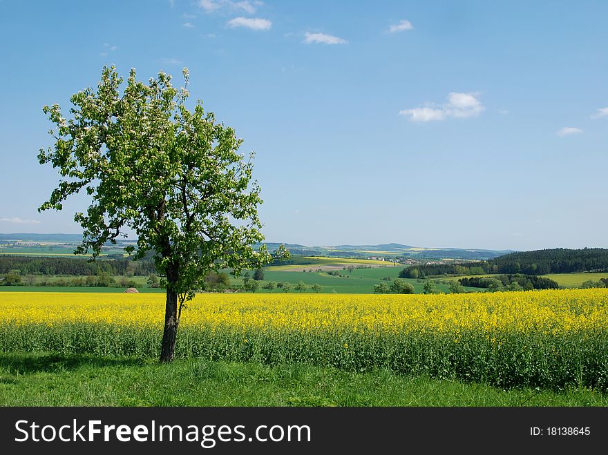 Yellow rape, blue sky and fruit trees in blossom in the spring country. Yellow rape, blue sky and fruit trees in blossom in the spring country