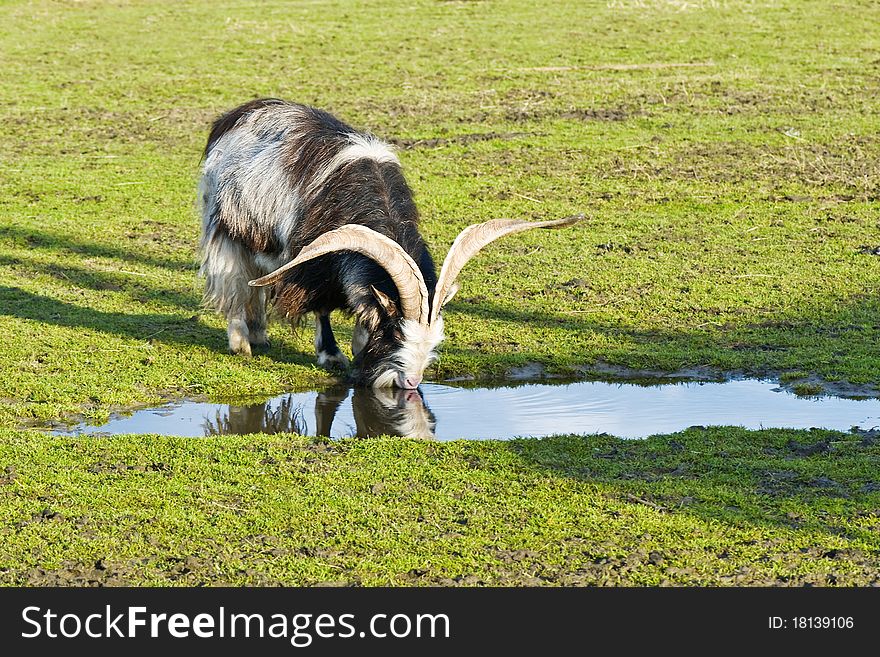 Mountain goat drink water from puddle