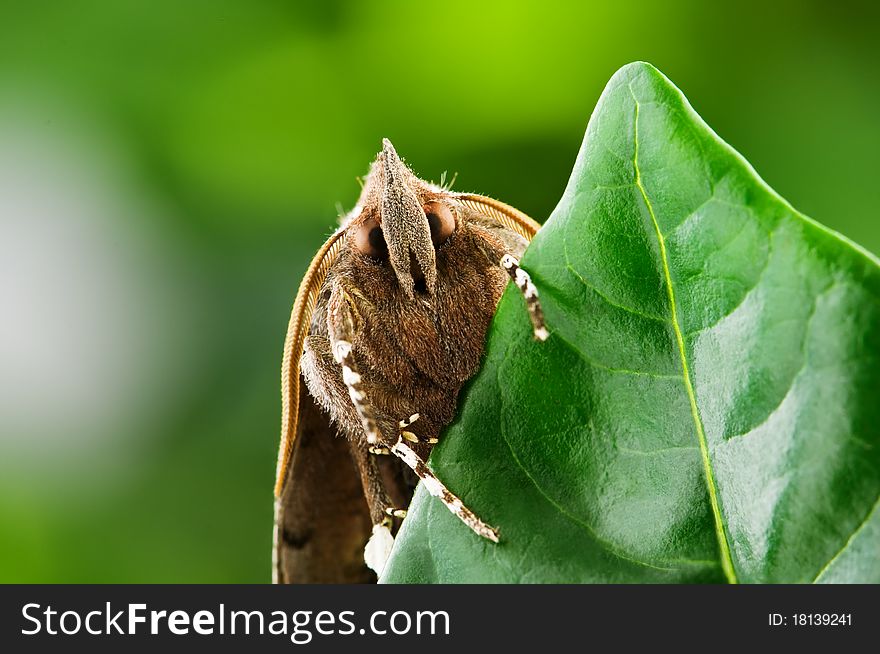 Brown moth on leaf closeup