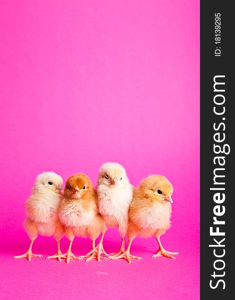 Easter chickens on pink background