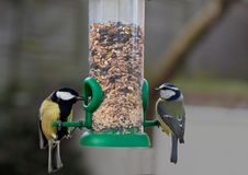 Free Great Tit And Blue Tit Feeding Royalty Free Stock Photography - 18143707