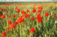 Red Poppy Meadow Royalty Free Stock Images Red Poppy Meadow Royalty Free Stock Images