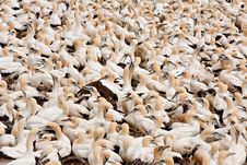 Cape Gannets Birds Royalty Free Stock Images Cape Gannets Birds Royalty Free Stock Images