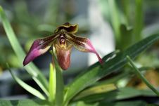Orchid Stock Images Orchid Stock Images