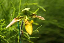 Orchid Royalty Free Stock Image Orchid Royalty Free Stock Image