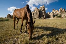 Horse On The Mountain Pasture In Cappadocia Stock Image Horse On The Mountain Pasture In Cappadocia Stock Image