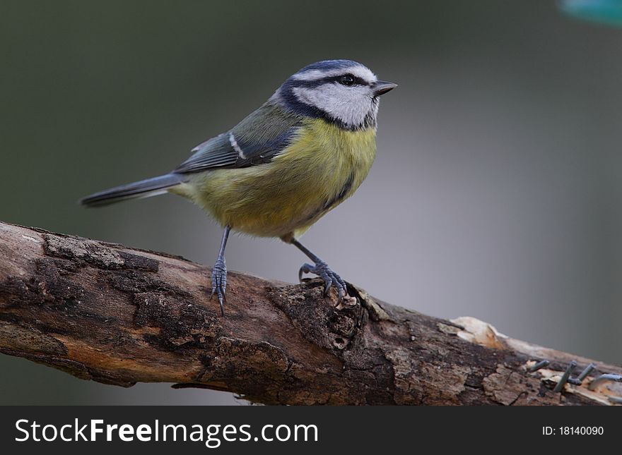 A bluetit on a perch in profile view against an out of focus background. A bluetit on a perch in profile view against an out of focus background.