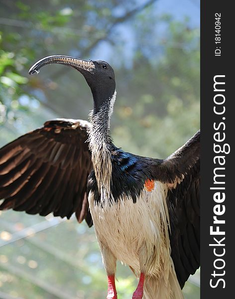 This straw-necked ibis is spreading its wings in a zoo aviary.