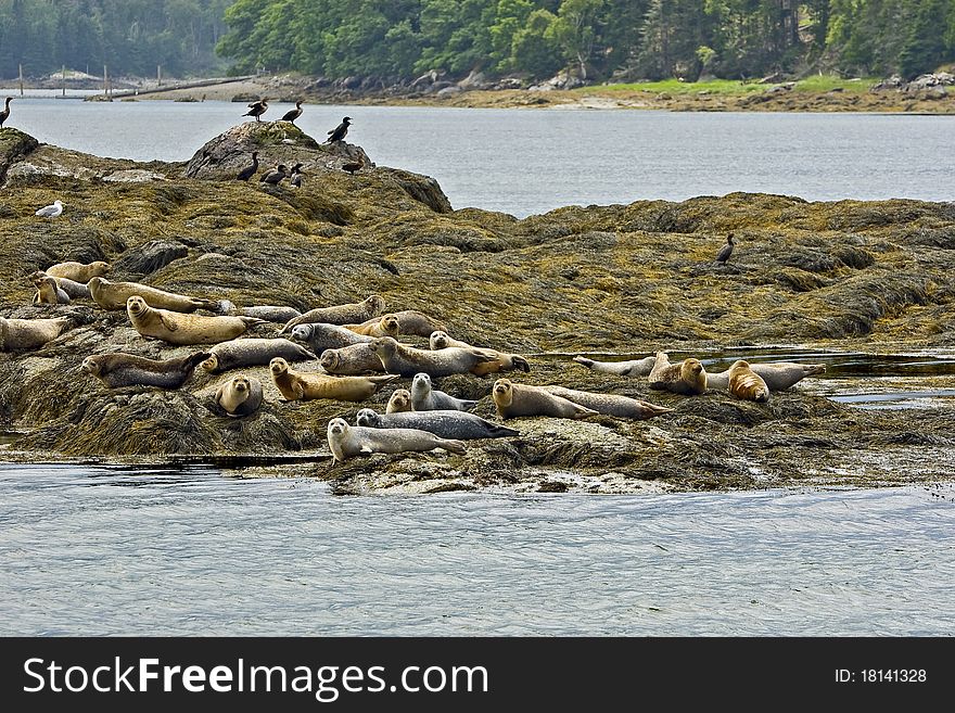 Seals live in colonies on beaches, Castine, USA. Seals live in colonies on beaches, Castine, USA