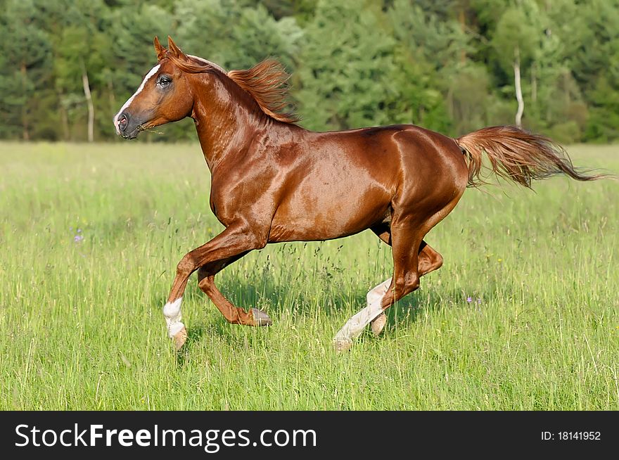 Chestnut arabian horse stallion runs gallop on the meadow. Chestnut arabian horse stallion runs gallop on the meadow