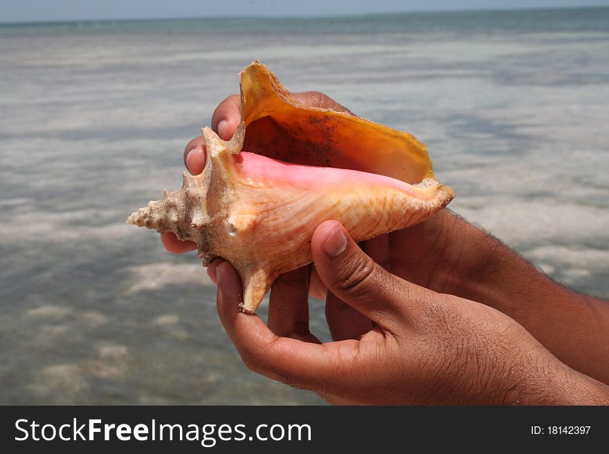 Shell Fish Sea in Saona, The Dominican Republic