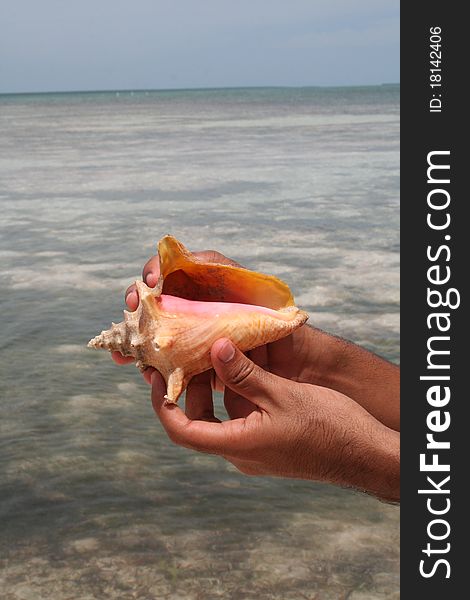 Shell Fish Sea in Saona, The Dominican Republic