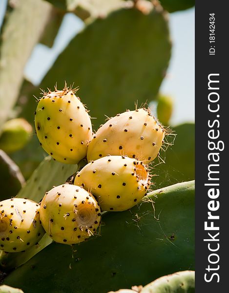 Fig prickly pear, fruit, plant