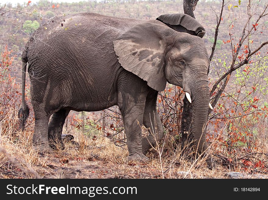 African elephant in Kruger National Park, South Africa