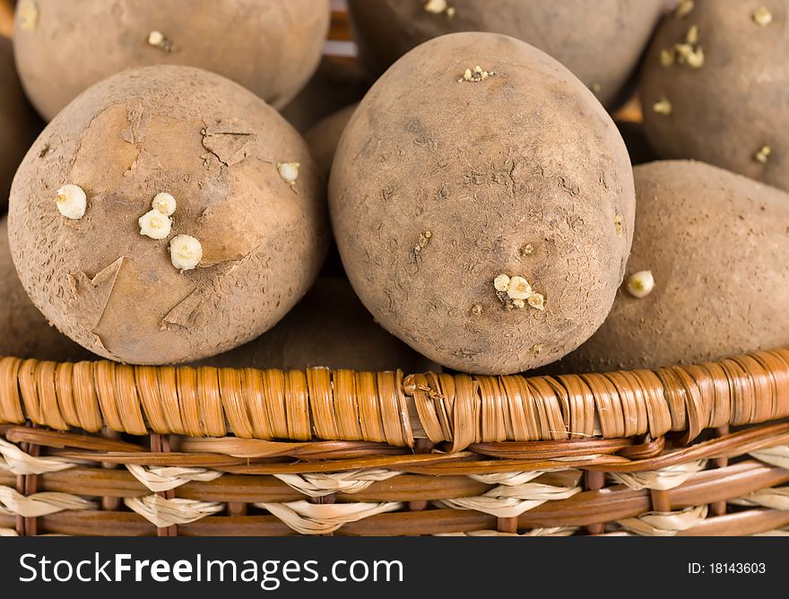 Raw potato in a wicker wooden basket. Raw potato in a wicker wooden basket