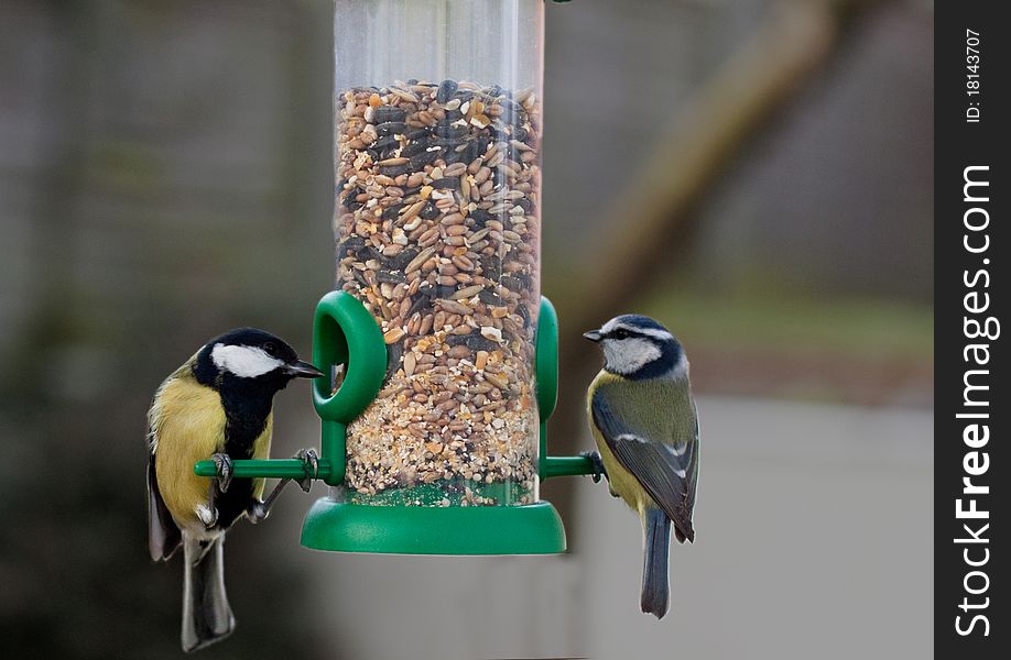 Great Tit and Blue Tit eating seeds from a hanging bird feeder. Great Tit and Blue Tit eating seeds from a hanging bird feeder