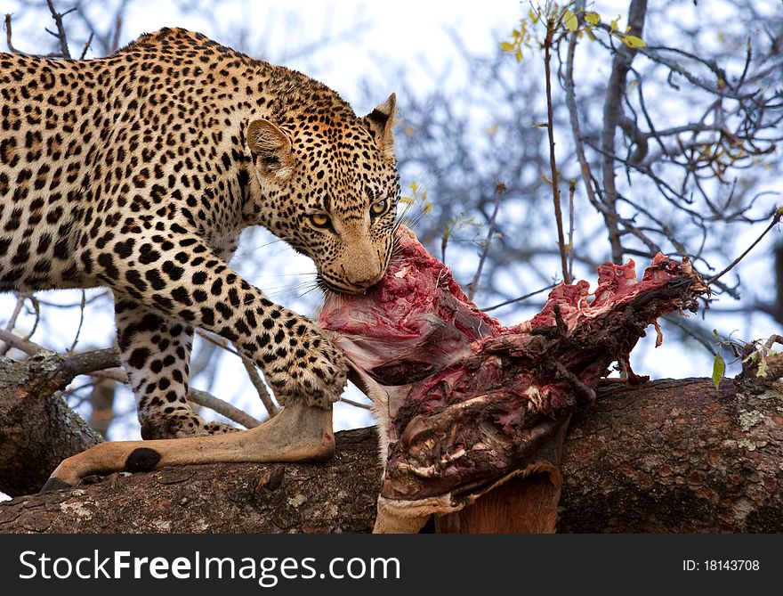 Adult male leopard eating its kill in a tree in Sabi Sand nature reserve, South Africa. Adult male leopard eating its kill in a tree in Sabi Sand nature reserve, South Africa