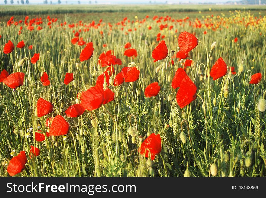 Beautiful red poppies on a wheat field in Romania. Beautiful red poppies on a wheat field in Romania