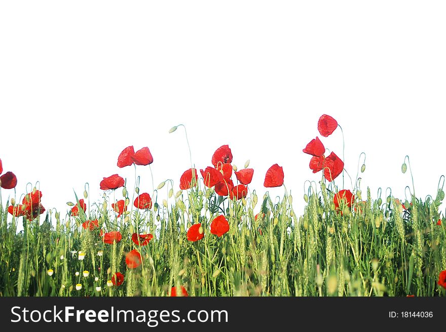 Beautiful red poppies on a wheat field. Beautiful red poppies on a wheat field