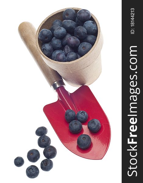 Blueberry Harvest Concept with Shovel and Container of Blueberries Isolated on White with a Clipping Path.