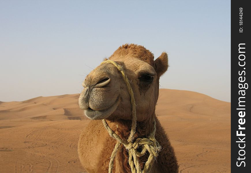 Closeup photo of a funny camel in desert