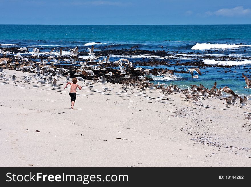 Young caucasian boy chasing a flock of seagulls on beach. Young caucasian boy chasing a flock of seagulls on beach