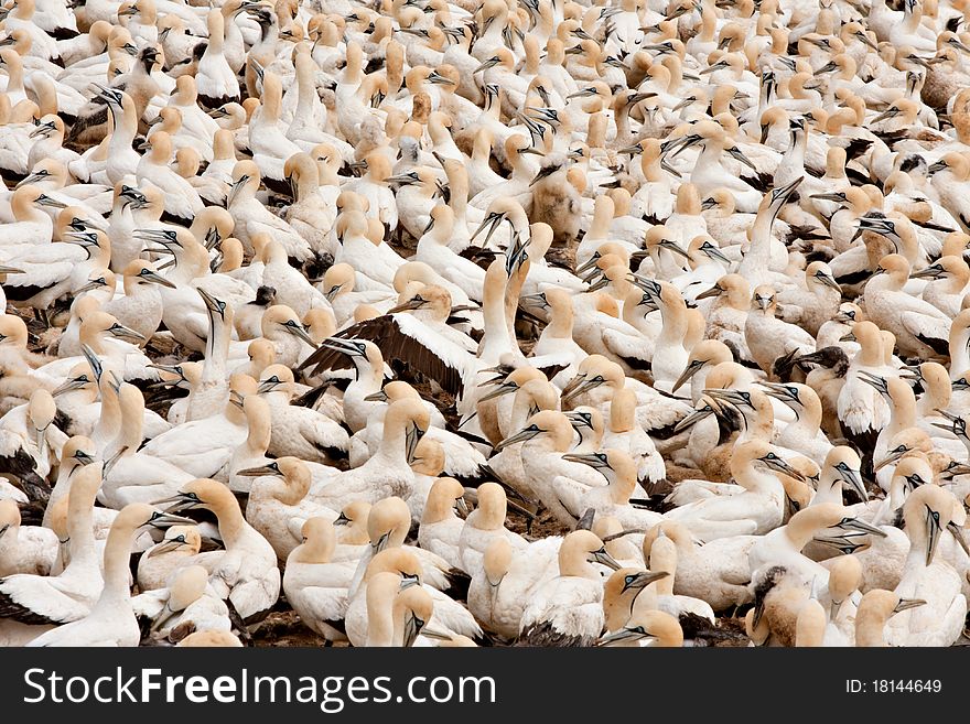 Cape gannets birds