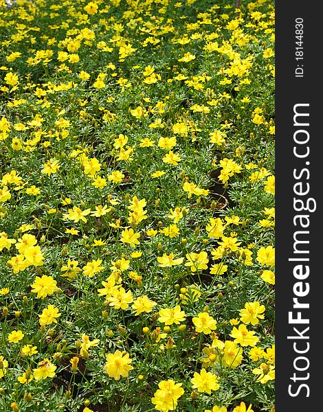 Yellow beautiful flower for background. Yellow beautiful flower for background