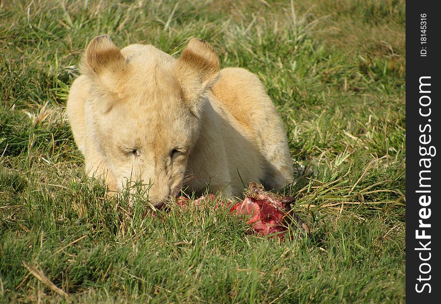 White lion cub, south africa