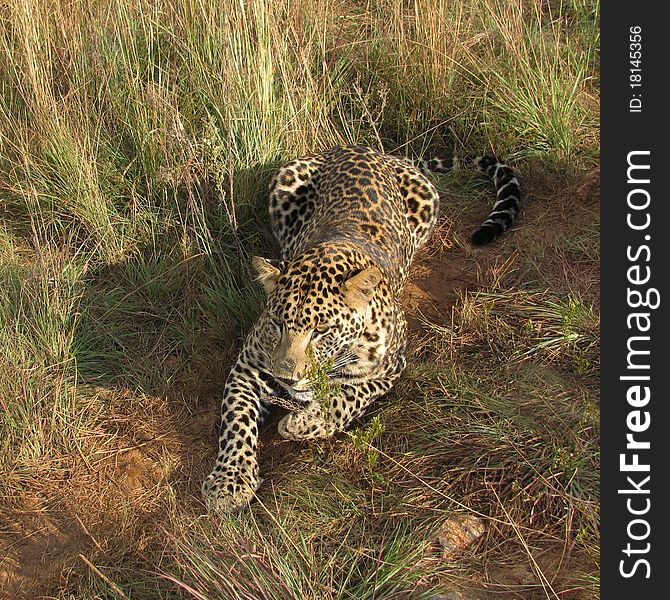 Leopard resting in South Africa