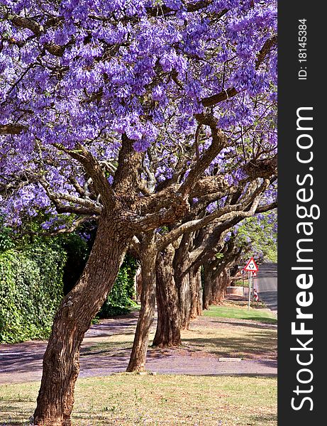 Jacaranda trees lining the street in Pretoria, South Africa, purple bloom in October